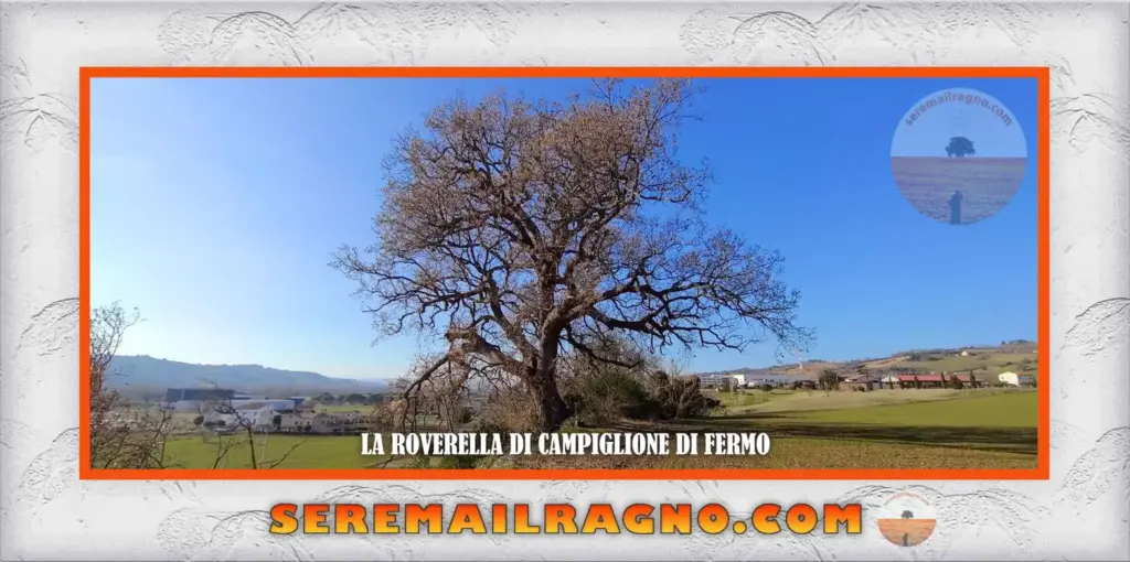 Quercia Roverella di Campiglione di Fermo